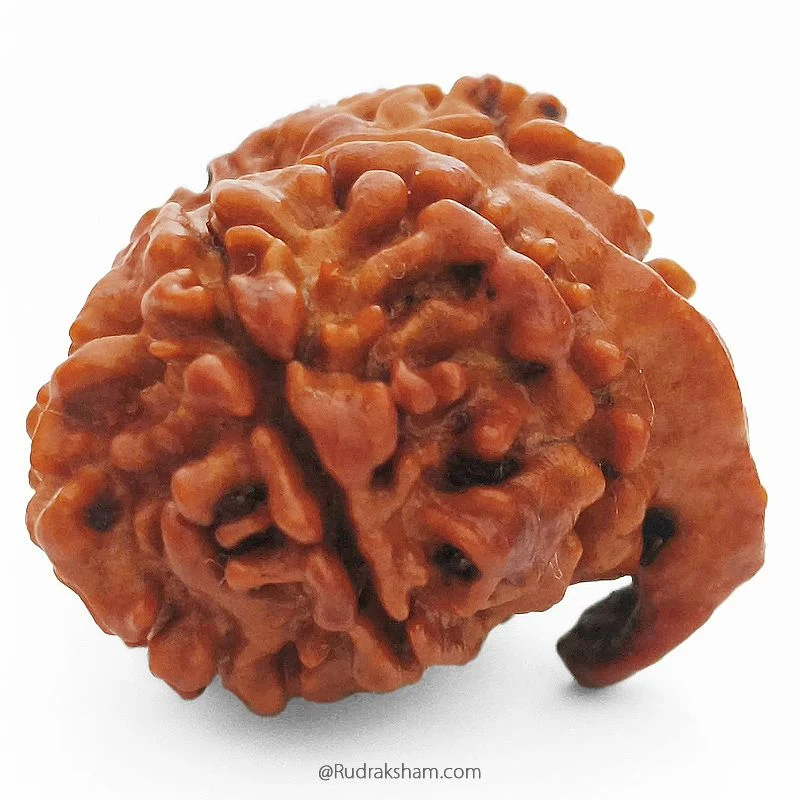 Ganesha Mukhi Rudraksha