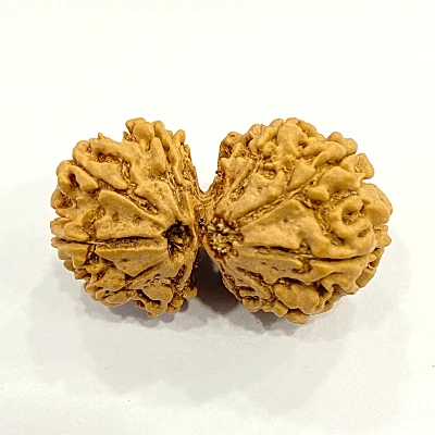 Gauri Shankar Rudraksha