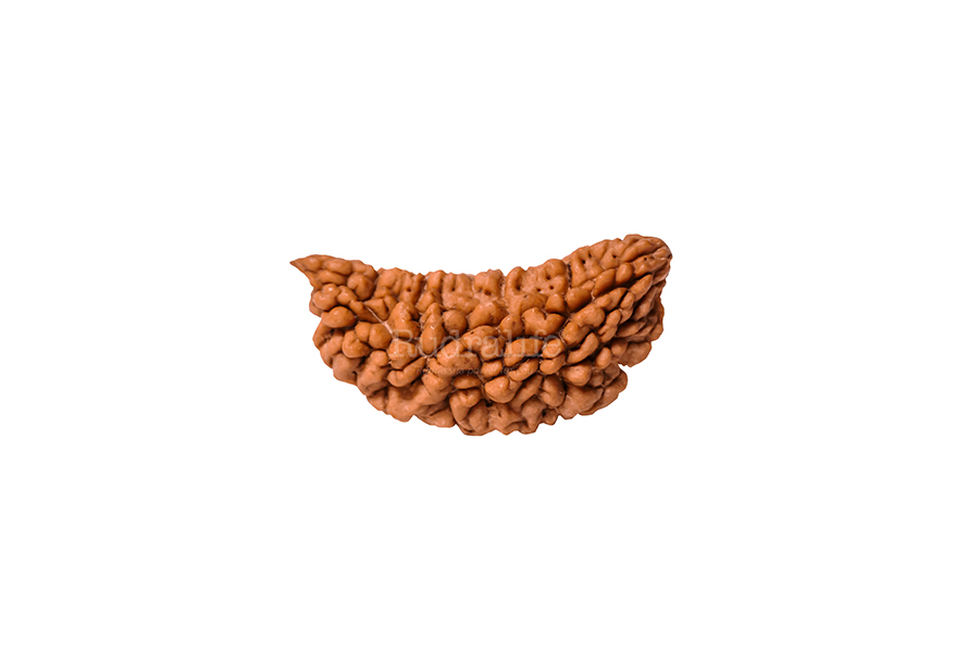 One Mukhi Rudraksha