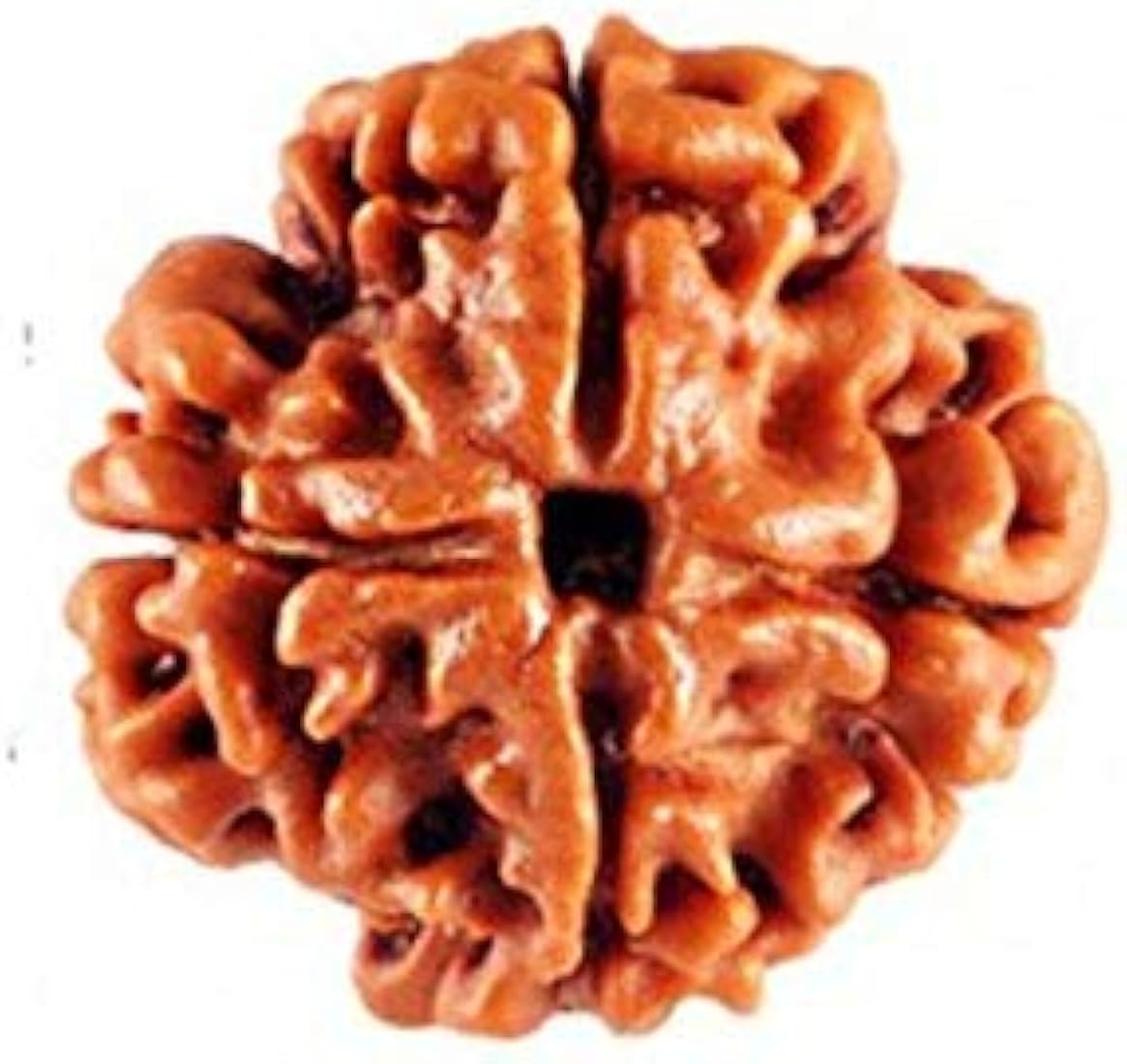 Four Mukhi Rudraksha – Lab Certified