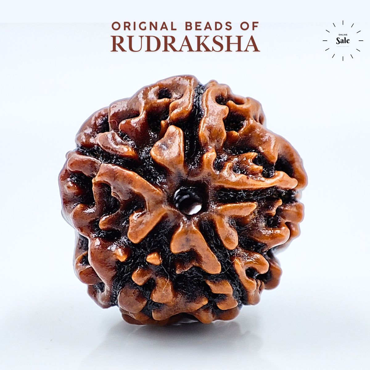 Five Mukhi Rudraksha – Lab Certified