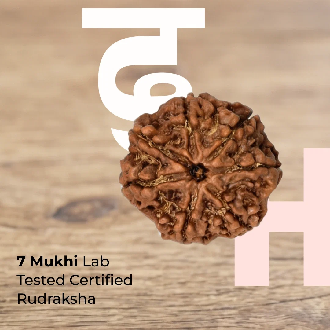 Seven Mukhi Rudraksha – Lab Certified