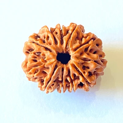 Eleven Mukhi Rudraksha